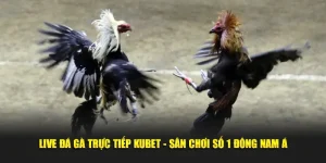 Live Đá Gà Trực Tiếp Kubet - Sân Chơi Số 1 Đông Nam Á